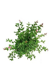 Bez Syringa Flowerfesta ® Pink