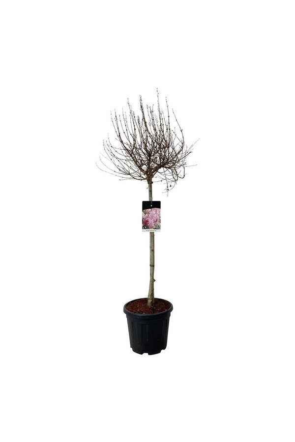 Bez Syringa Flowerfesta ® Pink