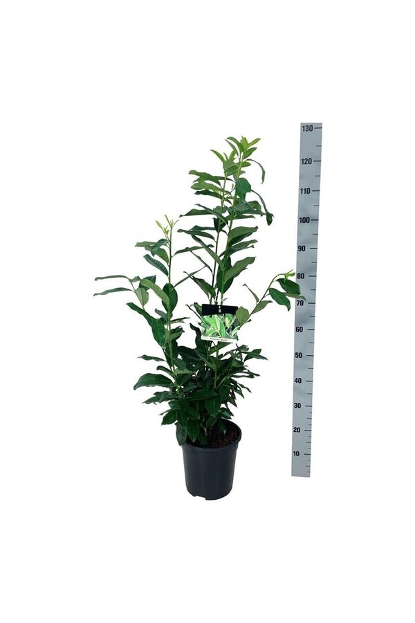 Laurowiśnia portugalska Prunus Genolia ®