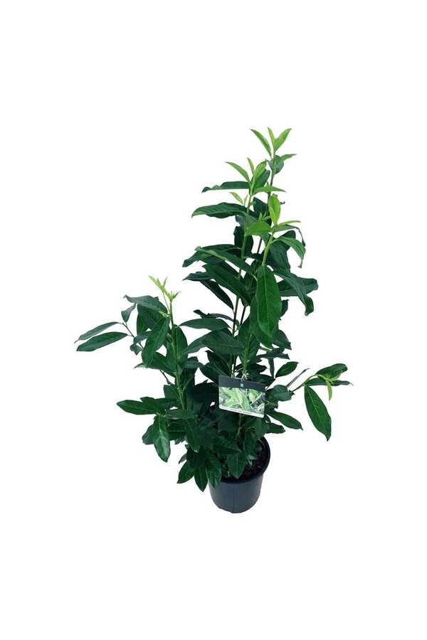 Laurowiśnia portugalska Prunus Genolia ®
