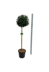 Laurowiśnia portugalska Prunus Angustifolia