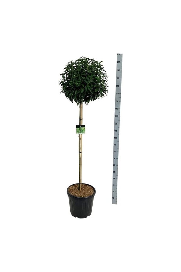 Laurowiśnia portugalska Prunus Angustifolia