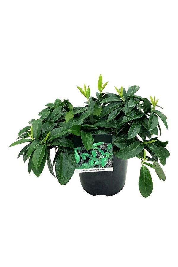 Portugalska laur Prunus Mount Vernon