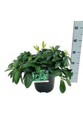 Portugalska laur Prunus Mount Vernon