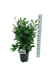 Wawrzyn portugalski Prunus Herbergii