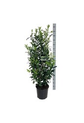 Laurowiśnia portugalska Prunus Caucasica