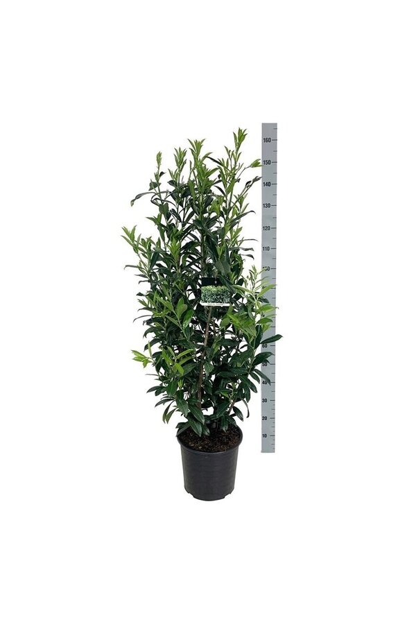 Laurowiśnia portugalska Prunus Caucasica