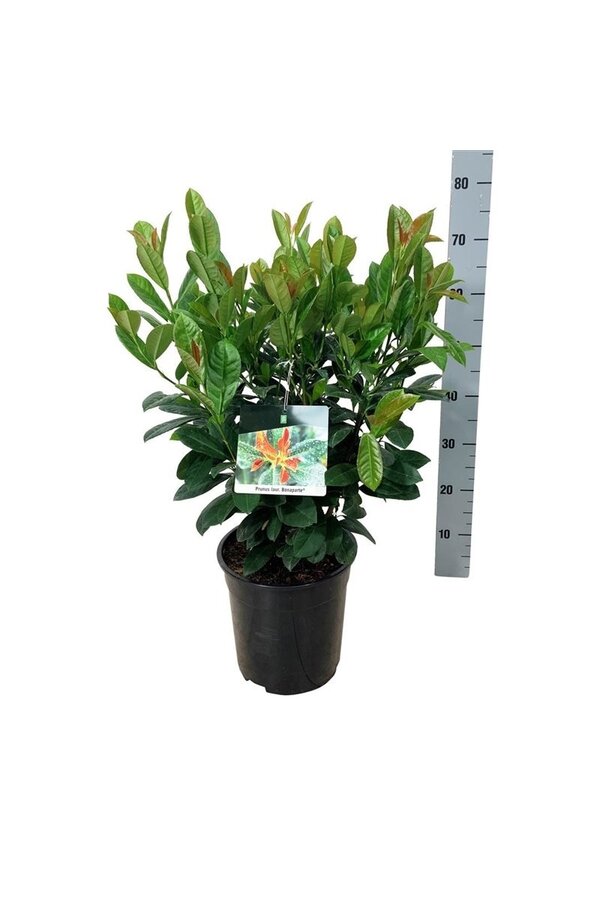 Laurowiśnia portugalska Prunus Bonaparte PBR