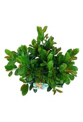 Laurowiśnia portugalska Prunus Bonaparte PBR