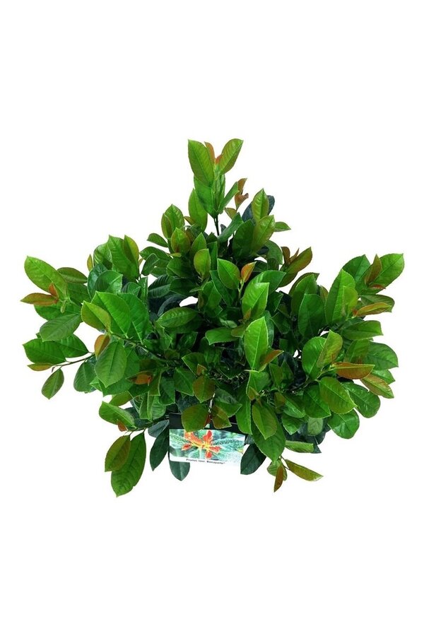 Laurowiśnia portugalska Prunus Bonaparte PBR