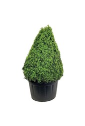Buxus sempervirens