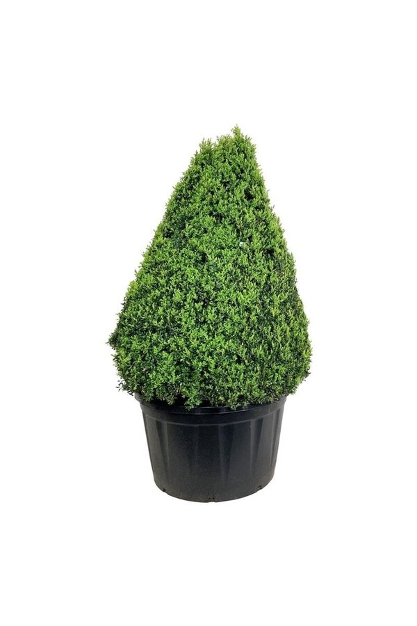 Buxus sempervirens