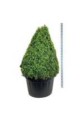 Buxus sempervirens