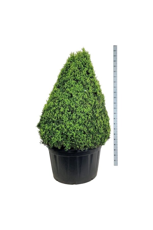 Buxus sempervirens