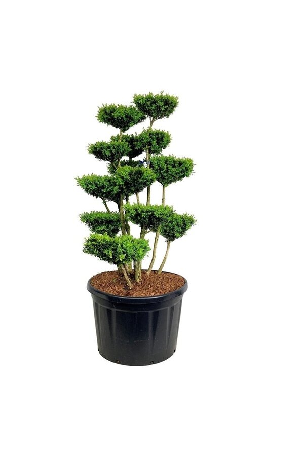 Buxus sempervirens