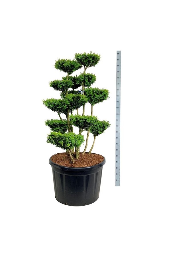 Buxus sempervirens