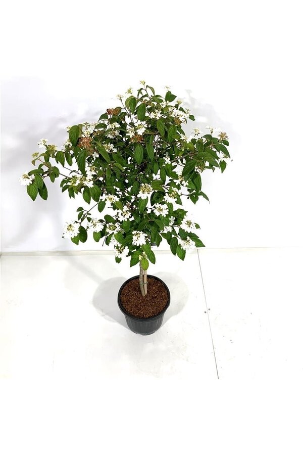 Kalina Viburnum Watanabe