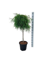 Drzewo iglaste Thuja Kagers Beauty