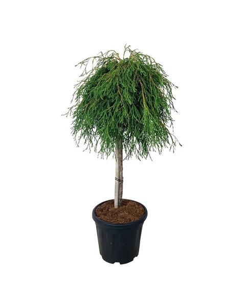 Thuja