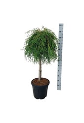 Iglak Thuja Kagers Beauty