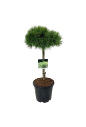 Drzewo sosnowe Pinus Low Glow