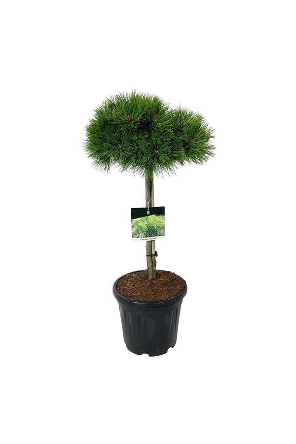 Drzewo sosnowe Pinus Low Glow