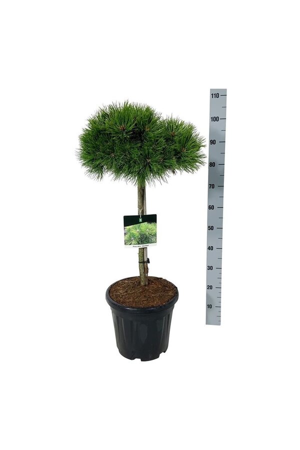 Drzewo sosnowe Pinus Low Glow