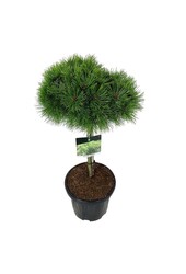 Sosna Pinus Low Glow