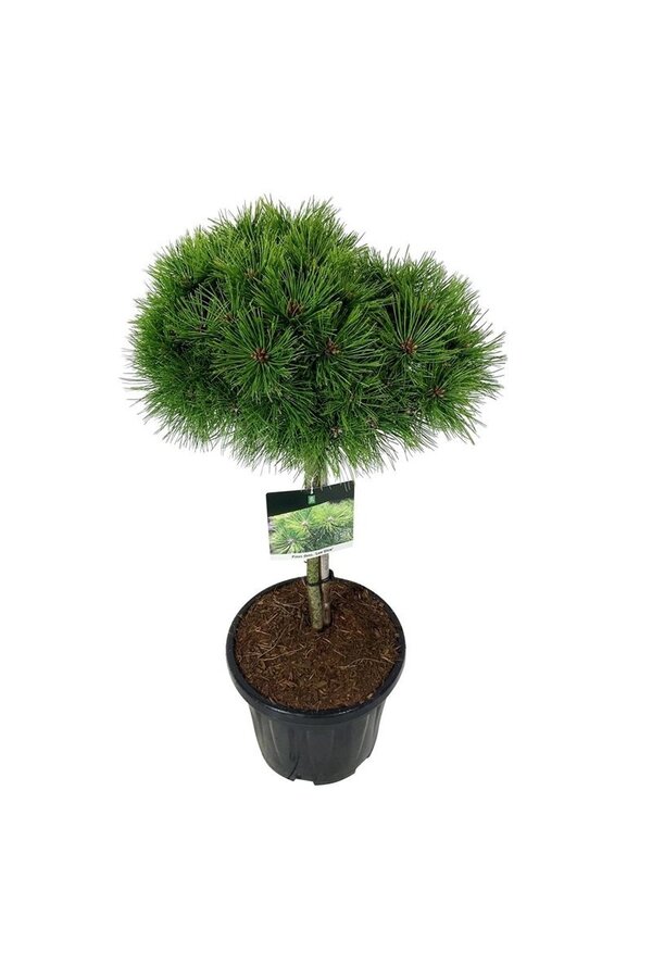 Drzewo sosnowe Pinus Low Glow