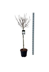 Magnolia gwiaździsta (Magnolia stellata)