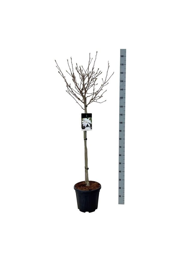 Magnolia gwiaździsta (Magnolia stellata)