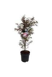 Klon Acer Skeeters Broom