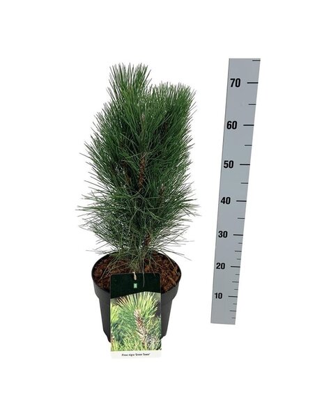 Pinus