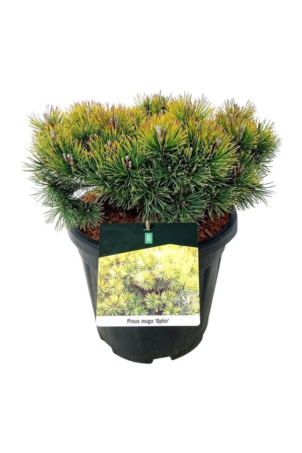 Sosna Pinus mugo Ophir