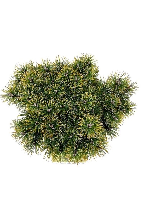 Sosna górska Pinus mugo Ophir