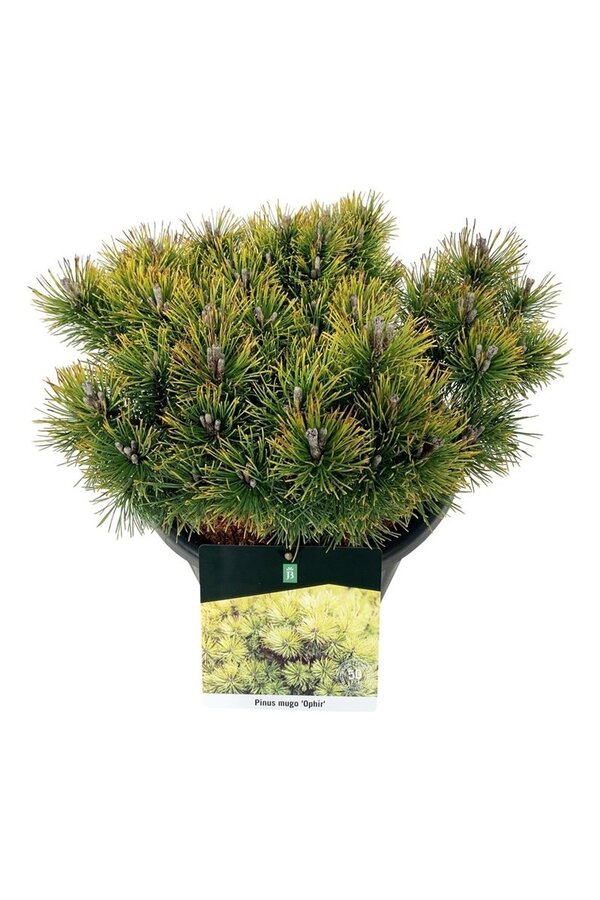 Sosna górska Pinus mugo Ophir