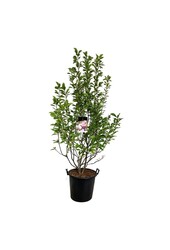 Drzewo bobrowe Magnolia soulangeana