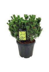 Sosna Pinus mugo Mumpitz