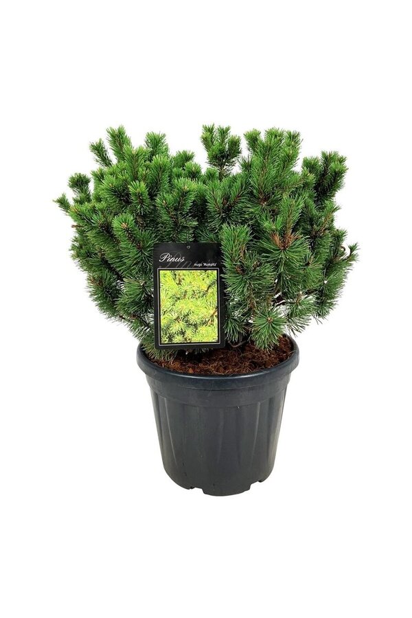 Sosna górska Pinus mugo Mumpitz