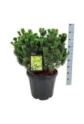 Sosna Pinus mugo Mumpitz