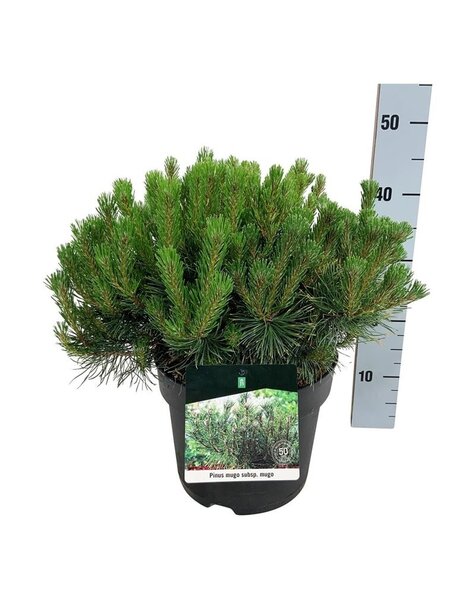 Pinus