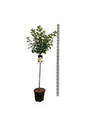 Hortensja Hydrangea Limelight