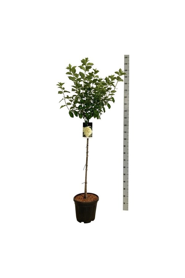 Hortensja Hydrangea Limelight