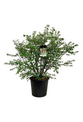 Trzmielina oskrzydlona Euonymus alatus