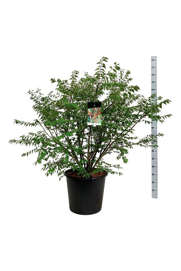 Trzmielina oskrzydlona Euonymus alatus
