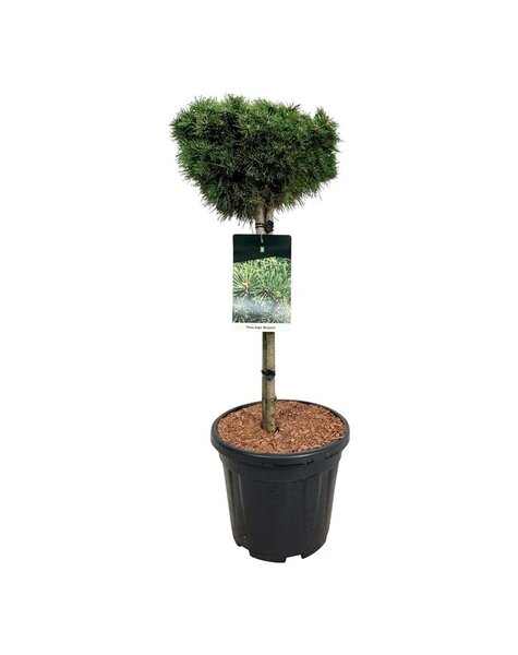 Pinus
