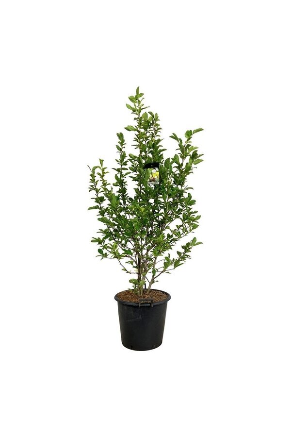 Drzewo bobrowe Magnolia loebneri Wildcat