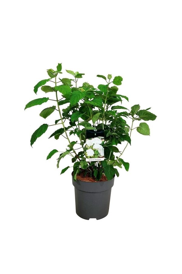 Hortensja Hydrangea Strong Annabelle