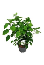 Hortensja Hydrangea Strong Annabelle