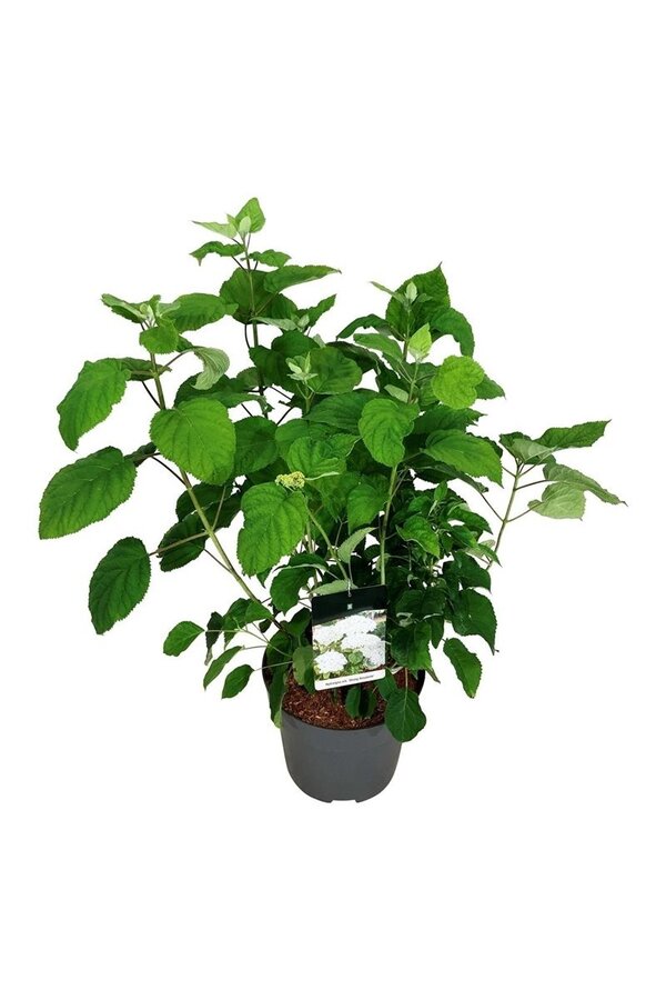 Hortensja Hydrangea Strong Annabelle